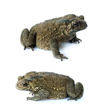 Toad isolate on a white background Foto stock