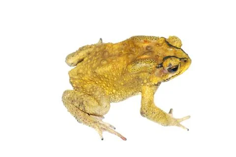 Toad isolated Foto stock