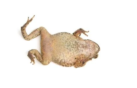 Toad isolated Stock Photos