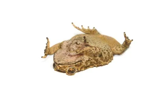 Toad isolated Stock Photos
