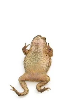 Toad isolated Stock Photos