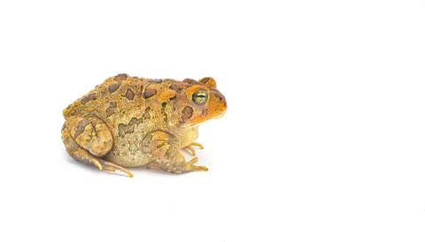 Toad isolated on white background with copy space.  Southern toad - Anaxyru.. Stock Photos