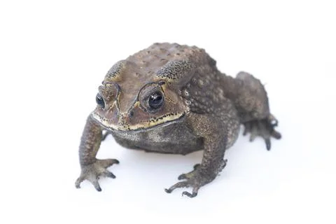 Toad isolated on white background. Stock Photos
