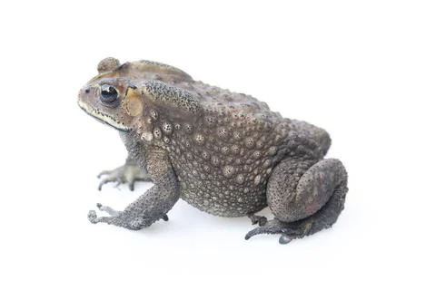 Toad isolated on white background. Stock Photos