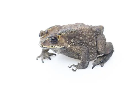 Toad isolated on white background. Stock Photos