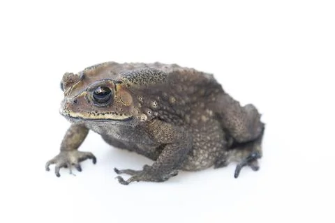 Toad isolated on white background. Stock Photos