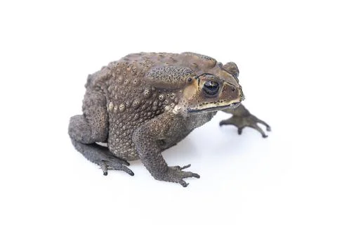 Toad isolated on white background. Stock Photos