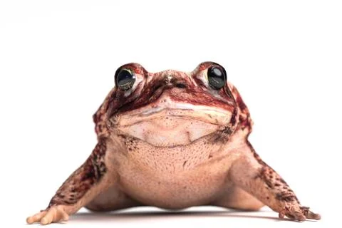 Toad isolated on white Stock Illustration