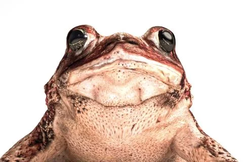 Toad isolated on white Stock Illustration