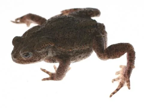 Toad isolated on white Stock Photos