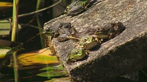 Toad jumping off pond Stock Footage 636229
