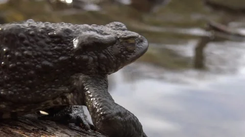 Toad jumping into the water Video stock 99203235