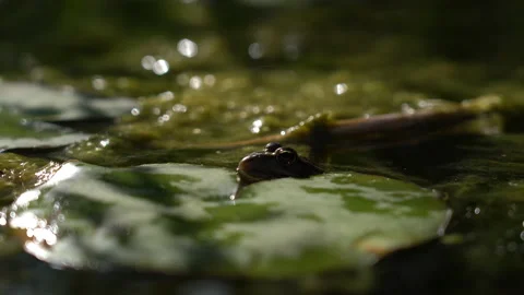 Toad in Lake 1 Video stock 188877731