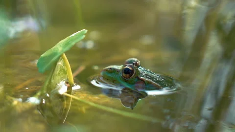 Toad in Lake 2 Stock Footage 188879610