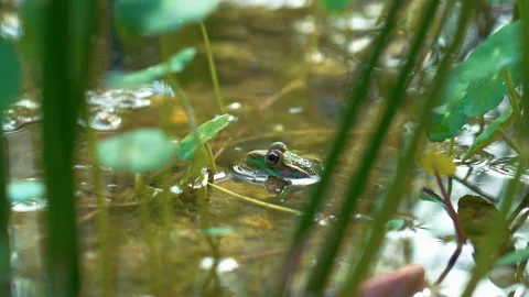 Toad in Lake 3 Stock Footage 188880853