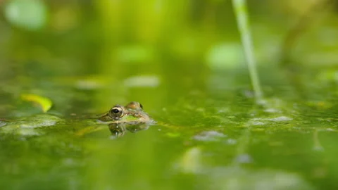 Toad in Lake 4 Video stock 188884176