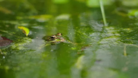 Toad in Lake 5 Video stock 188881151