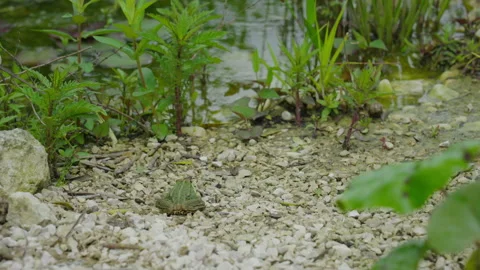 Toad in lake 6 Video stock 186173269