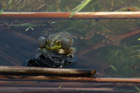 Toad in the lake, very realistic, the toad makes eye contact a Stock Photos