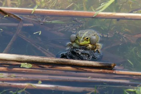 Toad in the lake, very realistic, the toad makes eye contact Stock Photos