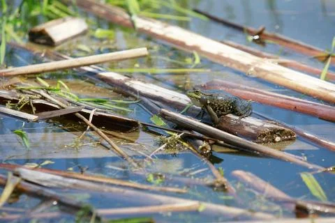 Toad in the lake, very realistic, the toad makes eye contact Stock Photos