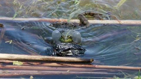 Toad in the lake, very realistic, the toad makes eye contact Foto stock