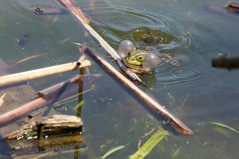 Toad in the lake, very realistic, the toad makes eye contact Foto stock