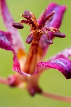 Toad Lily Stock Photos