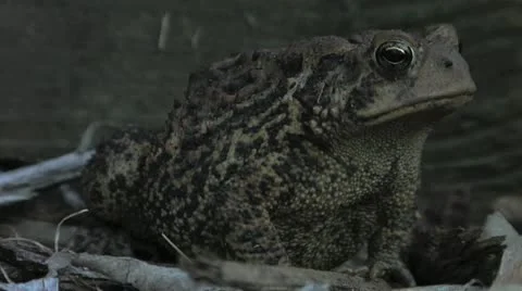 Toad looks at camera 動画素材 12174965