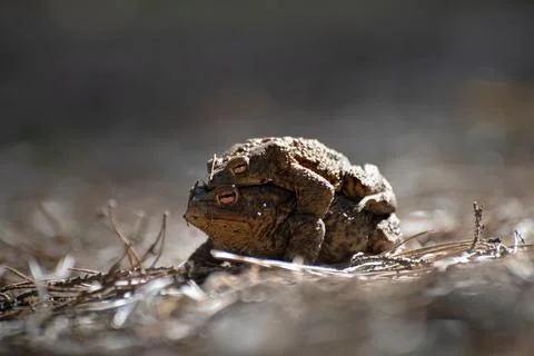 Toad love Stock Photos