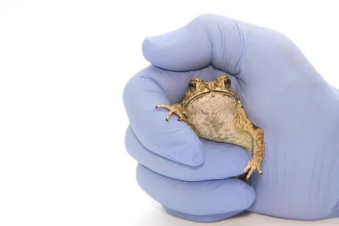 Toad on a man's hand  isolated Stock Photos
