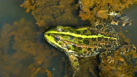 Toad in the Marriage Period Stock Footage 89965130
