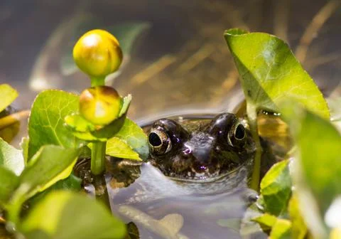 Toad at a marsh marigold flower Stock Photos