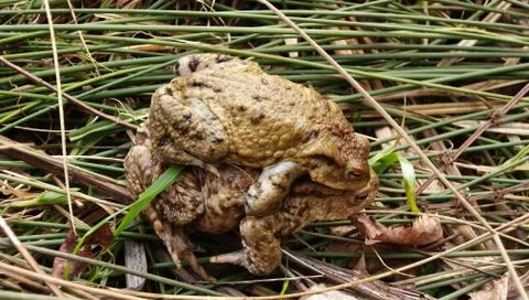 Toad mating Stock Photos