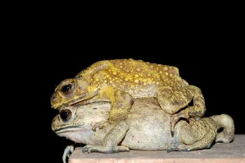 Toad mating sex Stock Photos