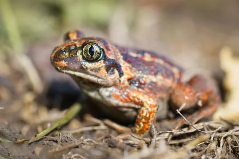 A toad in the middle of bright green leaves. Stock Photos