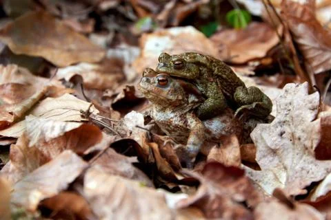 Toad migration to lake in forest Stock Photos