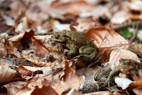 Toad migration to lake in forest Stock Photos