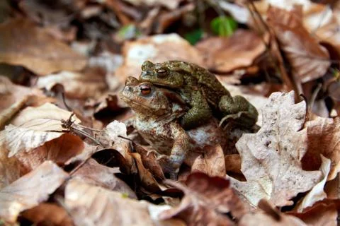 Toad migration to lake in forest Stock Photos