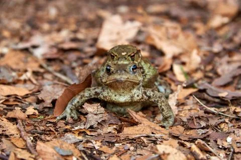 Toad migration to lake in forest Stock Photos