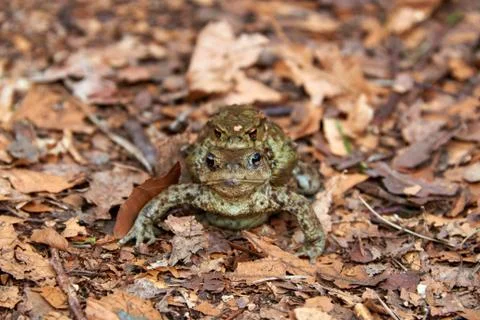 Toad migration to lake in forest Stock Photos