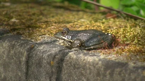 Toad on moss covered fountain Stock Footage 413569