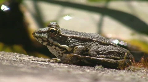 Toad on moss covered stone Stock Footage 412980
