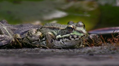 Toad on moss covered stone Stock Footage 413083