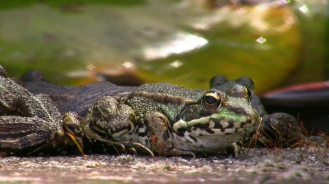 Toad on moss covered stone Stock Footage 413106