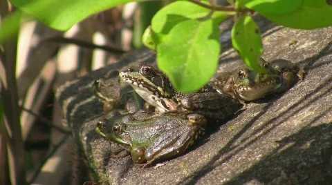 Toad on moss covered stone Stock Footage 413243