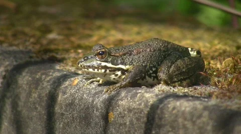 Toad on moss covered well (HD NTSC) Vídeo Stock 498900
