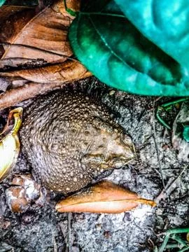 Toad in my garden Foto stock