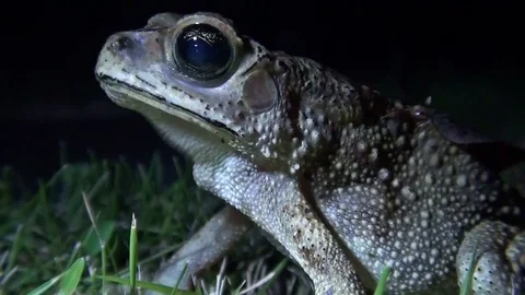 Toad at night Video stock 104046173
