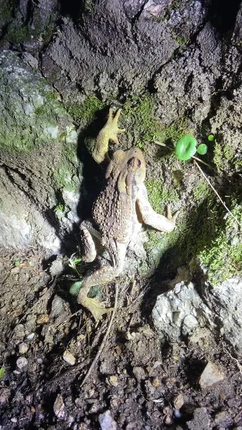 Toad by night in Les Cévennes 스톡 동영상 346501073